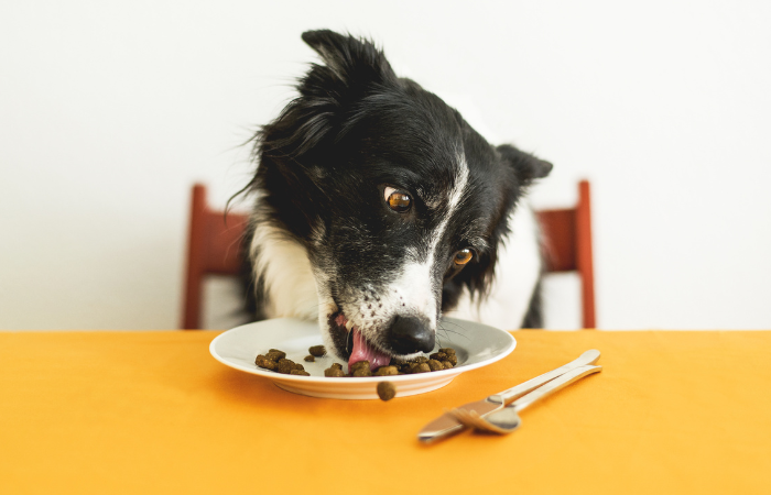 Unlock the Keys to Balanced Nutrition at Each Life Stage For Dogs