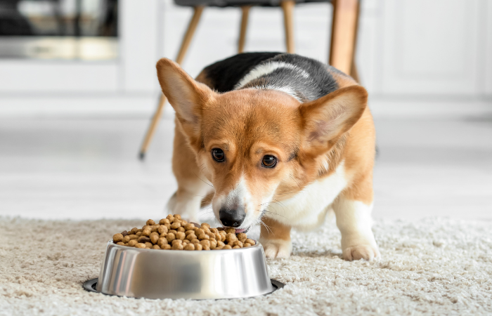 Unlock the Keys to Balanced Nutrition at Each Life Stage For Dogs