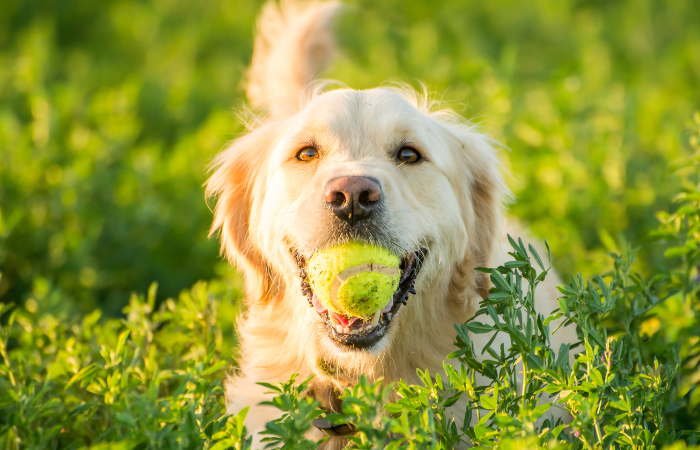 Unraveling the Myth: Are Tennis Balls Bad for Dogs?