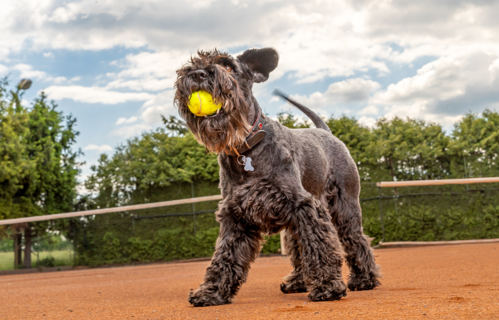 Unraveling the Myth: Are Tennis Balls Bad for Dogs?