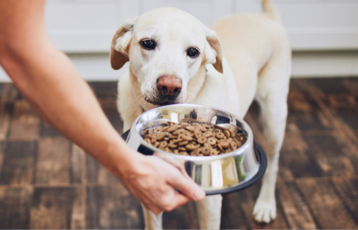 Simple Ways to Increase Fiber in Your Dog's Diet