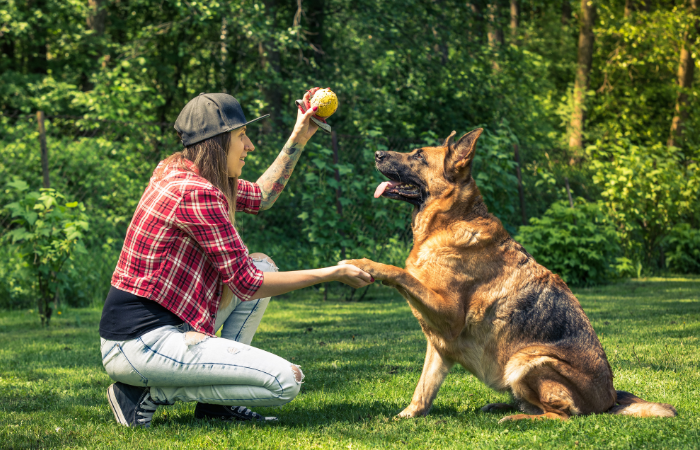 Behavior Modification in Dogs: Techniques and Tips for a Well-Behaved Pet