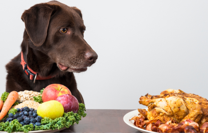 Simple Ways to Increase Fiber in Your Dog's Diet