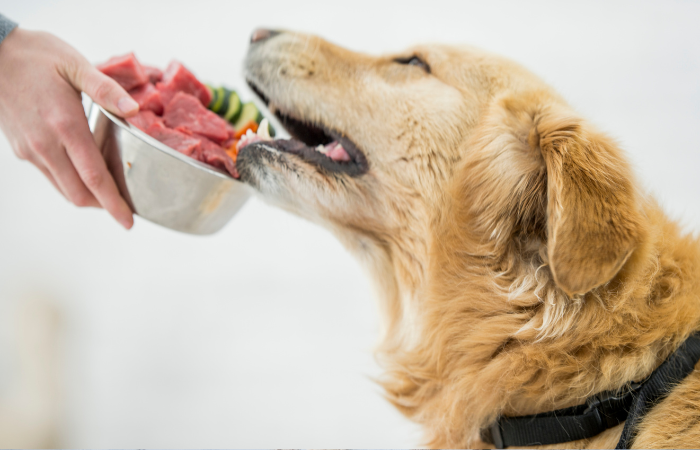 Simple Ways to Increase Fiber in Your Dog's Diet