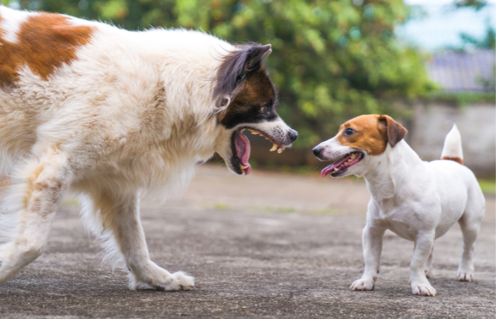 Behavior Modification in Dogs: Techniques and Tips for a Well-Behaved Pet