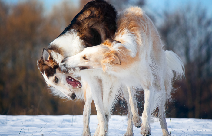 Can Two Male Dogs Live Together