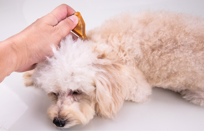 Understanding Skin Tags in Dogs: Causes, Symptoms, and Treatment