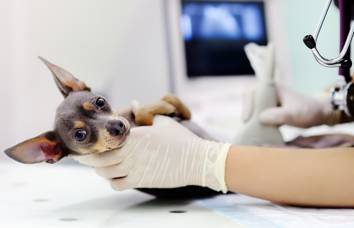 Bladder Stones in Dogs: Types, Symptoms & Treatment