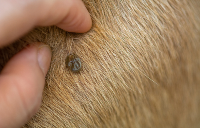 Understanding Skin Tags in Dogs: Causes, Symptoms, and Treatment
