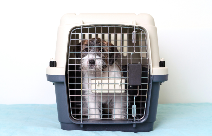 The Benefits of Crate Training Your Dog