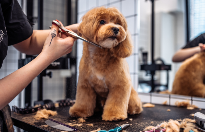 Easy Steps for Successful Dog Grooming at Home