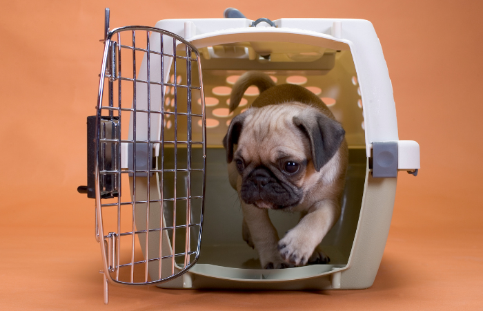 The Benefits of Crate Training Your Dog