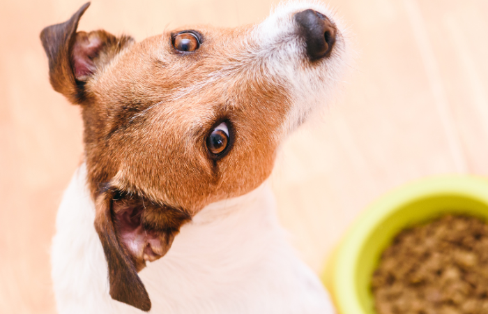 Understanding Why Your Dog Won’t Eat Until You Get Home