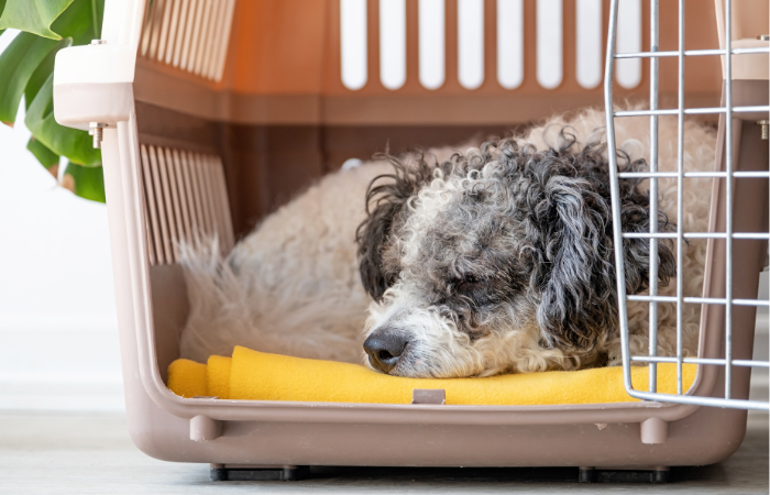 The Benefits of Crate Training Your Dog