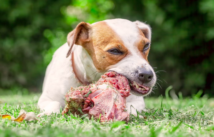 Can Dogs Eat Spoiled Meat? Exploring the Risks and Precautions