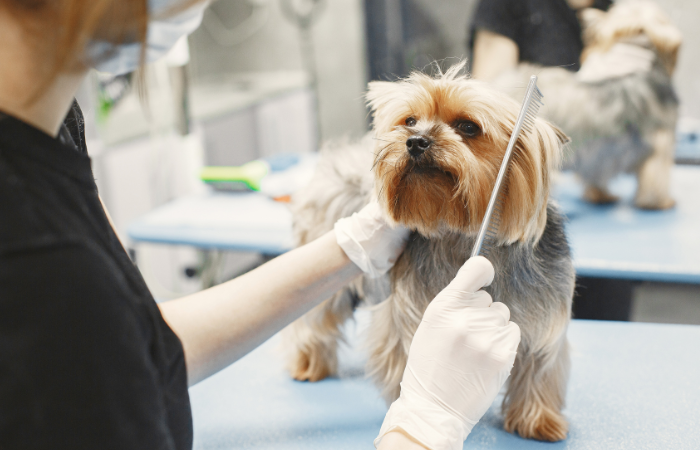 Easy Steps for Successful Dog Grooming at Home