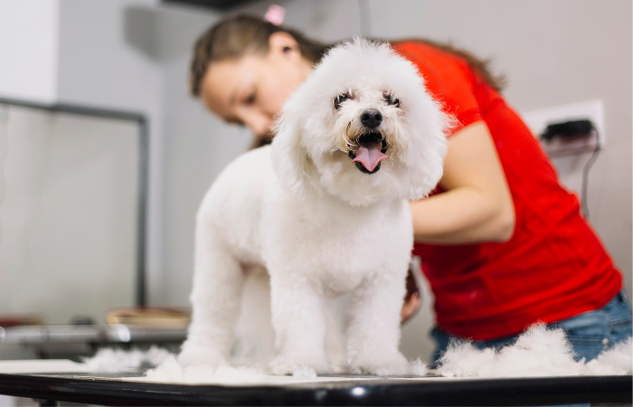Easy Steps for Successful Dog Grooming at Home