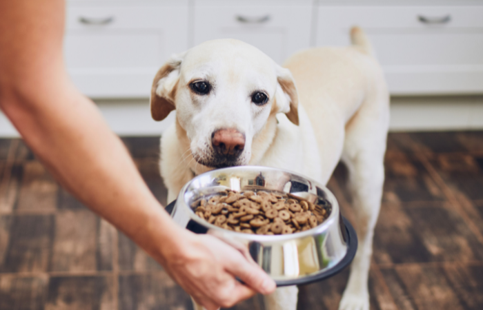 Is Dehydrated Dog Food Safe?