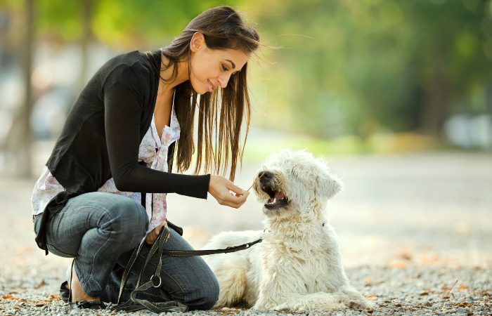 Common Mistakes that Pet Parents Make: How to Avoid Them and Raise a Happy, Healthy Pet