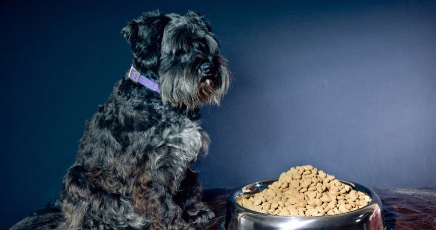 Understanding Why Your Dog Won’t Eat Until You Get Home