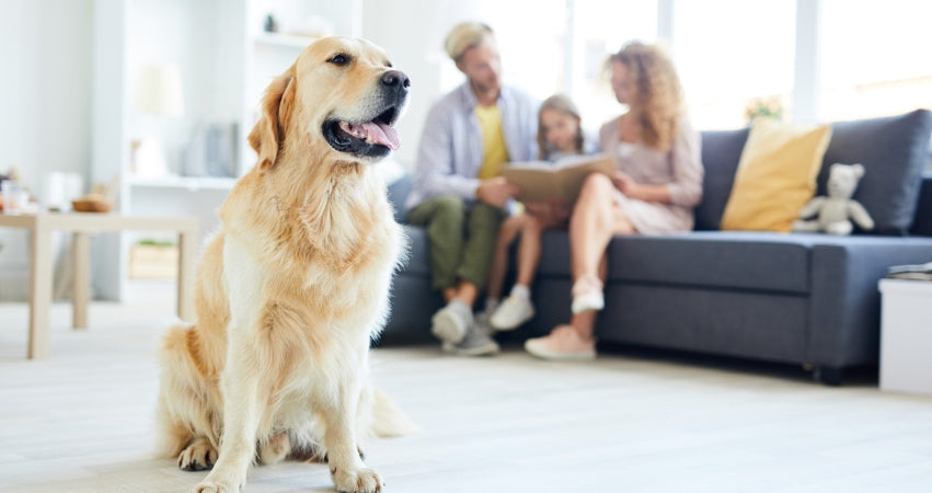 Dog with Family