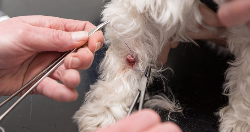 Understanding Skin Tags in Dogs: Causes, Symptoms, and Treatment