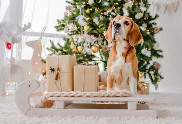 Christmas Safety Tips for Pets