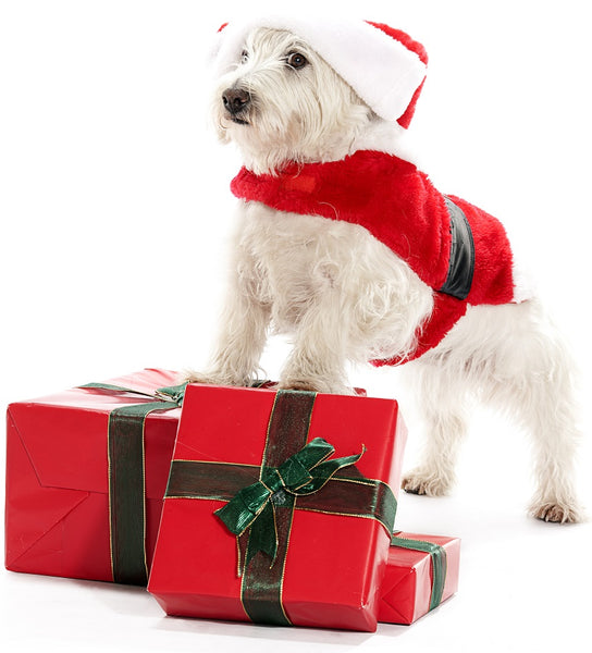 Christmas Safety Tips for Pets