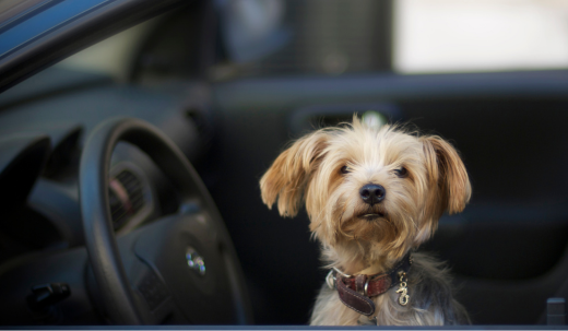 The Dangers of Leaving Your Dog in the Car