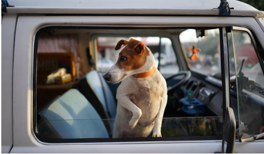 The Dangers of Leaving Your Dog in the Car