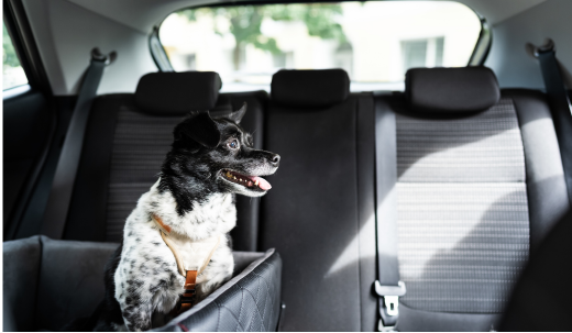 The Dangers of Leaving Your Dog in the Car