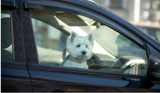 The Dangers of Leaving Your Dog in the Car