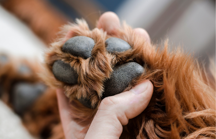 The Ultimate Guide to Taking Care of Your Dog’s Paws