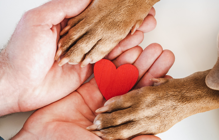 The Ultimate Guide to Taking Care of Your Dog’s Paws