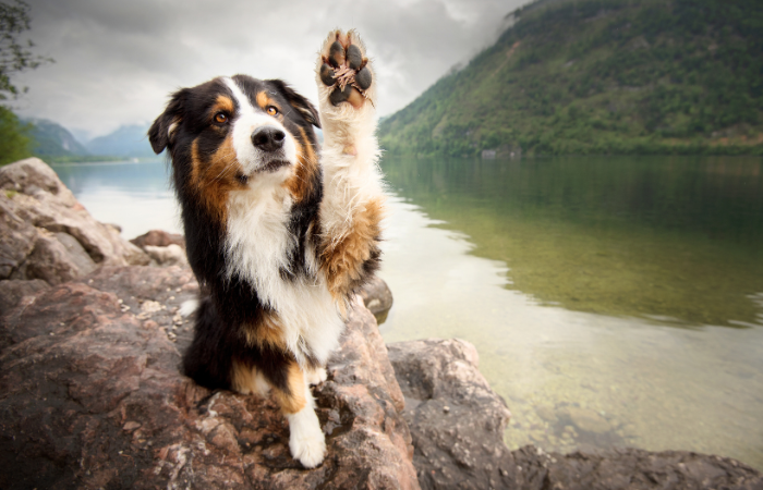 The Ultimate Guide to Taking Care of Your Dog’s Paws