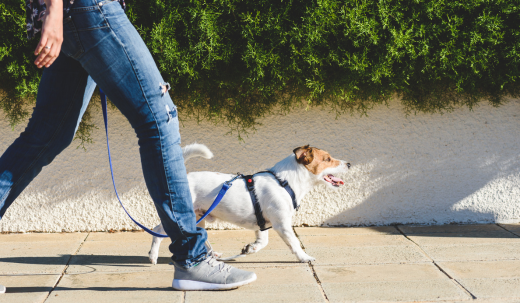 How Often You Should Walk Your Dog