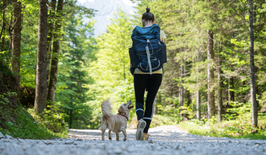 How Often You Should Walk Your Dog