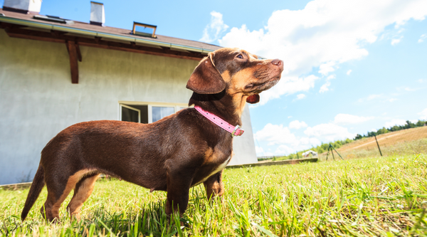 Is it cruel to keep your dog outside?