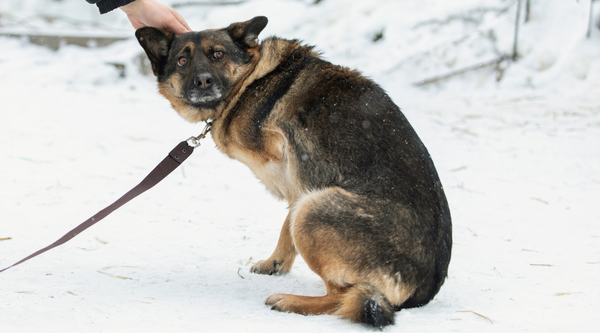 Why Do Dogs Tuck Their Tails Between Their Legs and What You Can Do to Help