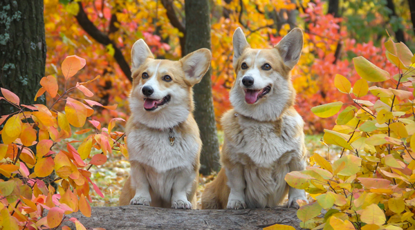 Do Dogs Remember Their Siblings ?