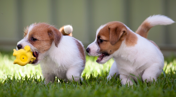 Do Dogs Remember Their Siblings ?