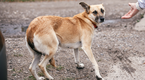 Why Do Dogs Tuck Their Tails Between Their Legs and What You Can Do to Help