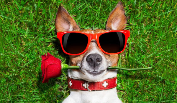 Fun ways to Spend Valentine's Day with your Pet