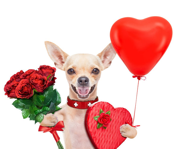 Fun ways to Spend Valentine's Day with your Pet