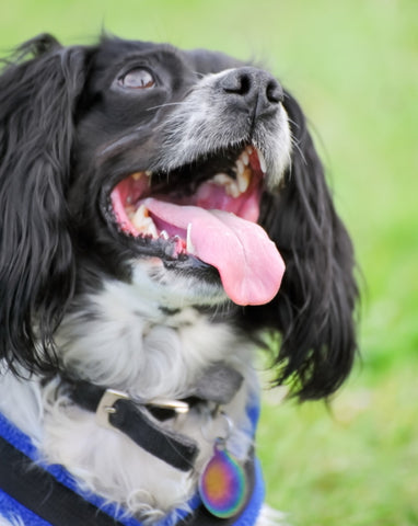 Healthy vs Unhealthy Gums in Dogs