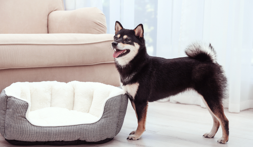 How To Clean a Dog’s Bed 