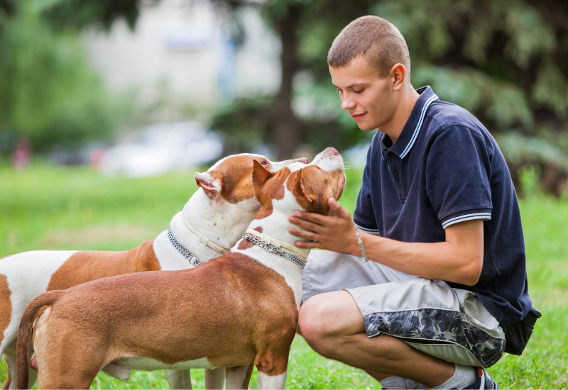 How Traumatic Is It For A Dog To Change Owners