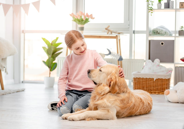 How to Keep an indoor dog happy