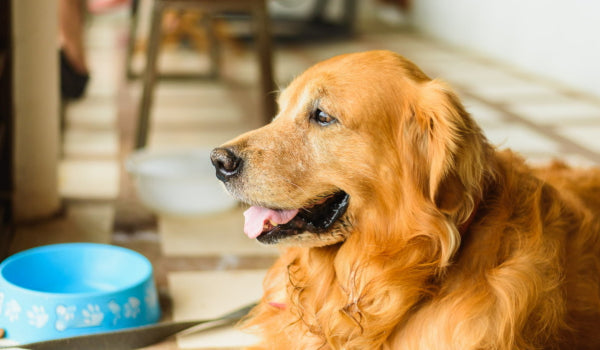 Is Your Dog at Risk for High Cholesterol?