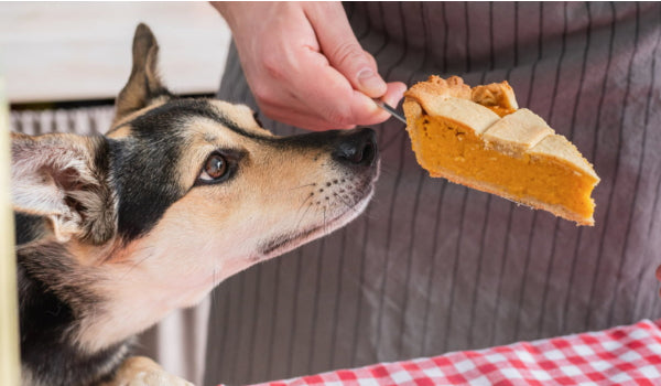 Is Your Dog at Risk for High Cholesterol